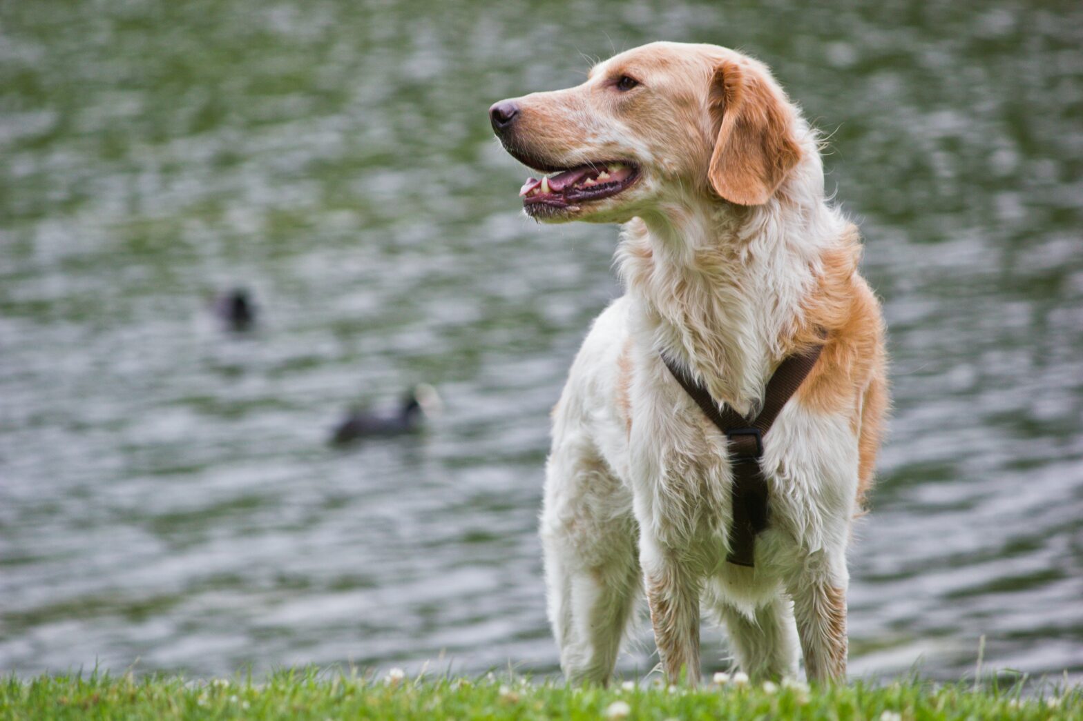 Chien avec harnais en Y