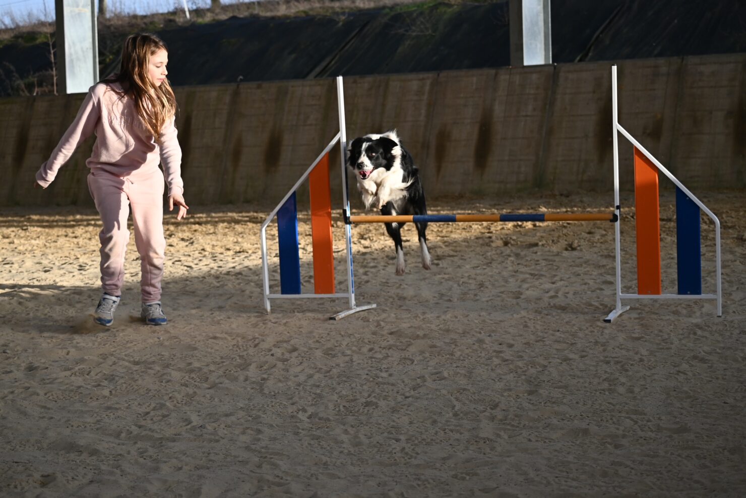 Border qui saute en agility