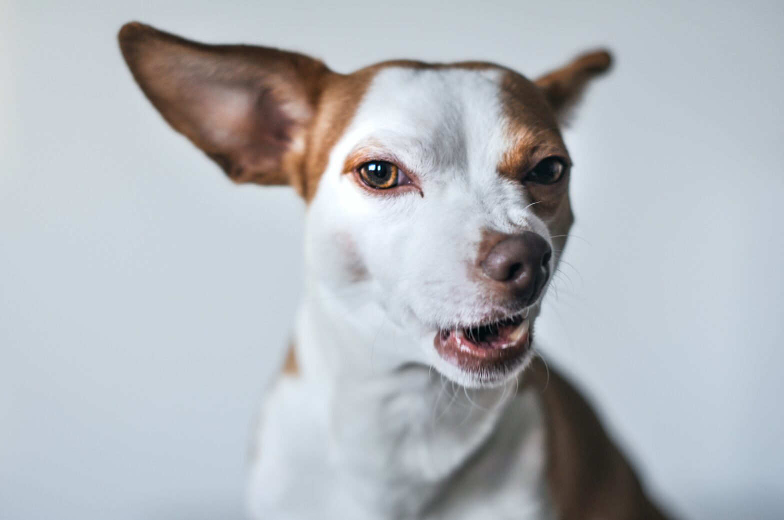 Chien qui retrousse les babines